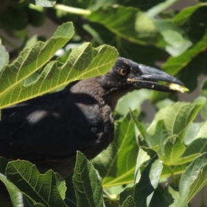 Strepera graculina at Conder, ACT - 15 Jan 2017