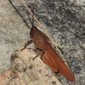 Goniaea australasiae at Paddys River, ACT - 14 Feb 2017 11:08 AM