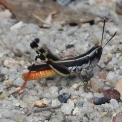 Macrotona australis (Common Macrotona Grasshopper) at Namadgi National Park - 14 Feb 2017 by JohnBundock