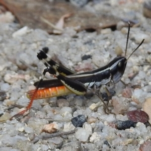 Macrotona australis at Paddys River, ACT - 14 Feb 2017 11:11 AM