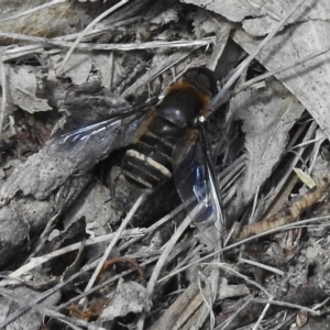 Villa sp. (genus) at Paddys River, ACT - 14 Feb 2017 11:12 AM