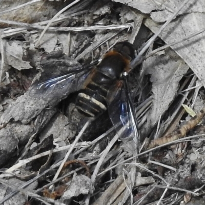 Villa sp. (genus) (Unidentified Villa bee fly) at Namadgi National Park - 14 Feb 2017 by JohnBundock