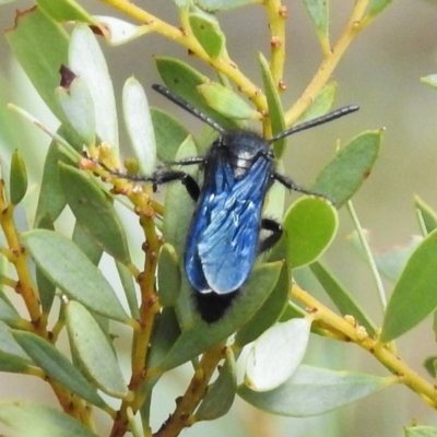 Austroscolia soror (Blue Flower Wasp) at Namadgi National Park - 14 Feb 2017 by JohnBundock