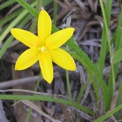 Hypoxis hygrometrica (Golden Weather-grass) at Kambah, ACT - 4 Mar 2010 by MatthewFrawley