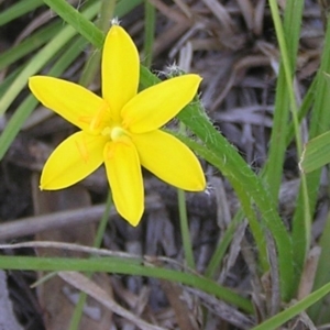 Hypoxis hygrometrica at Kambah, ACT - 4 Mar 2010 12:00 AM