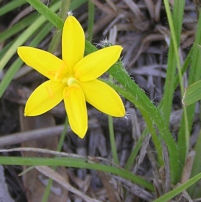 Hypoxis hygrometrica (Golden Weather-grass) at Mount Taylor - 3 Mar 2010 by MatthewFrawley