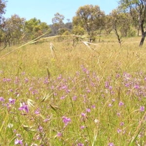 Arthropodium fimbriatum at Kambah, ACT - 24 Nov 2010