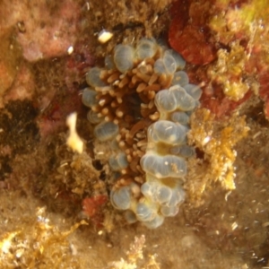 Phlyctenanthus australis at Tathra, NSW - 30 Jan 2017