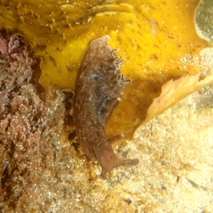 Aplysia sydneyensis at Tathra, NSW - 30 Jan 2017