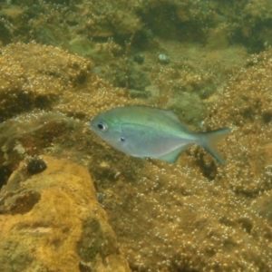 Scorpis lineolata at Tathra, NSW - 2 Feb 2017 12:00 AM