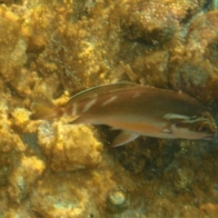 Cheilodactylus fuscus (Red Morwong) at Tathra, NSW - 4 Feb 2017 by KerryVance