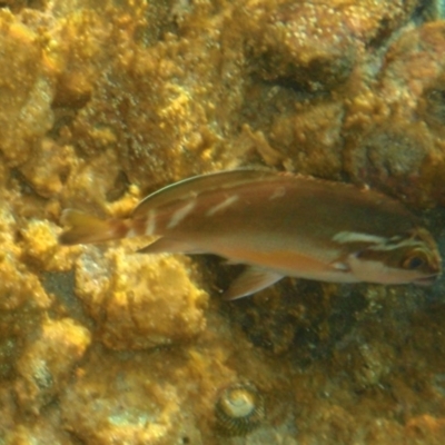 Cheilodactylus fuscus (Red Morwong) at Tathra, NSW - 4 Feb 2017 by KerryVance