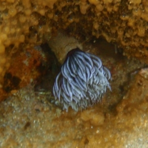 Sabellastarte australiensis at Tathra, NSW - 4 Feb 2017