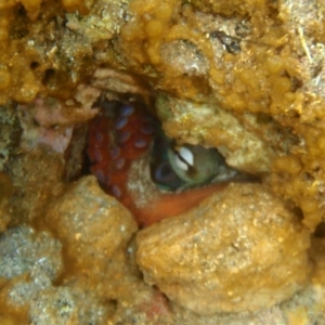 Octopus tetricus at Tathra, NSW - 4 Feb 2017