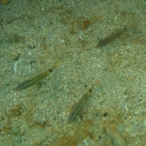 Parupeneus spilurus at Tathra, NSW - 4 Feb 2017 06:39 PM