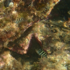 Abudefduf vaigiensis at Tathra, NSW - 13 Feb 2017 by KerryVance