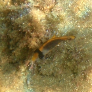 Chaetodon flavirostris at Tathra, NSW - 13 Feb 2017 04:30 PM