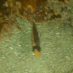 Chaetodon flavirostris at Tathra, NSW - 13 Feb 2017 04:30 PM