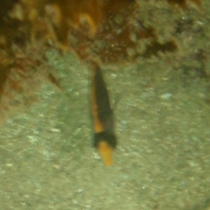 Chaetodon flavirostris at Tathra, NSW - 13 Feb 2017 04:30 PM