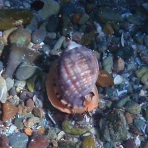 Semicassis labiata at Tathra, NSW - 17 Jan 2017