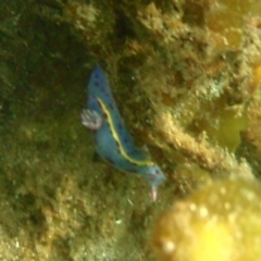 Hypselodoris bennetti (Hypselodoris bennetti) at Tathra, NSW - 8 Jan 2017 by KerryVance
