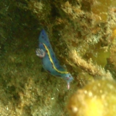 Hypselodoris bennetti (Hypselodoris bennetti) at Tathra, NSW - 9 Jan 2017 by KerryVance