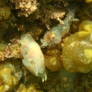 Aplysia sydneyensis at Tathra, NSW - 7 Jan 2017 06:39 PM