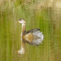 Tachybaptus novaehollandiae (Australasian Grebe) at Mulligans Flat - 15 Feb 2017 by CedricBear