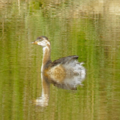 Tachybaptus novaehollandiae (Australasian Grebe) at Mulligans Flat - 15 Feb 2017 by CedricBear