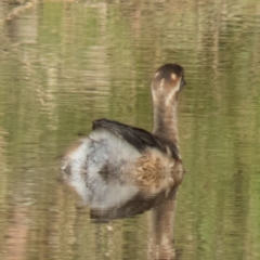 Tachybaptus novaehollandiae at Gungahlin, ACT - 15 Feb 2017