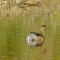 Tachybaptus novaehollandiae at Gungahlin, ACT - 15 Feb 2017