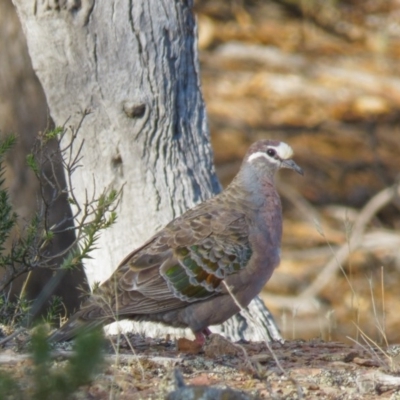 Phaps chalcoptera (Common Bronzewing) at Mulligans Flat - 14 Feb 2017 by CedricBear