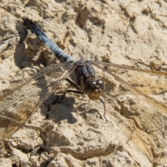 Orthetrum caledonicum (Blue Skimmer) at Gungahlin, ACT - 15 Feb 2017 by CedricBear