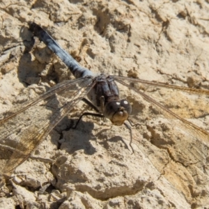 Orthetrum caledonicum at Gungahlin, ACT - 15 Feb 2017