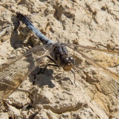 Orthetrum caledonicum (Blue Skimmer) at Mulligans Flat - 14 Feb 2017 by CedricBear