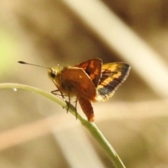 Ocybadistes walkeri (Green Grass-dart) at Paddys River, ACT - 15 Feb 2017 by JohnBundock