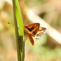 Ocybadistes walkeri at Paddys River, ACT - 15 Feb 2017