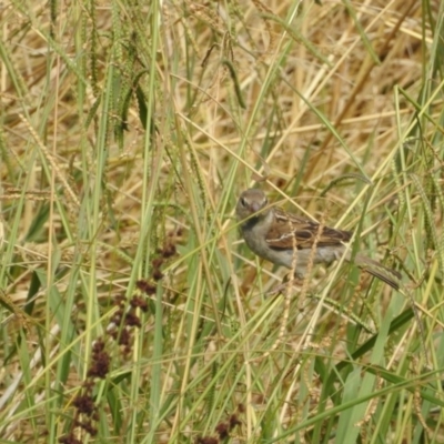 Passer domesticus (House Sparrow) at Giralang Wetlands - 14 Feb 2017 by Qwerty