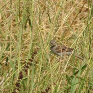 Passer domesticus at Giralang, ACT - 15 Feb 2017