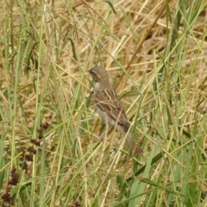 Passer domesticus at Giralang, ACT - 15 Feb 2017