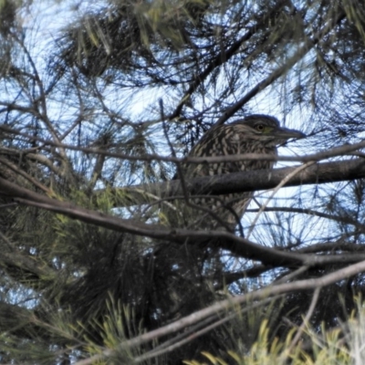 Nycticorax caledonicus (Nankeen Night-Heron) at Giralang Wetlands - 14 Feb 2017 by Qwerty