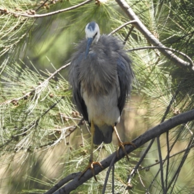 Egretta novaehollandiae (White-faced Heron) at Giralang Wetlands - 14 Feb 2017 by Qwerty