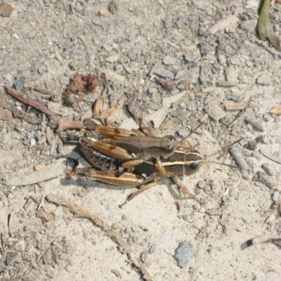 Phaulacridium vittatum (Wingless Grasshopper) at QPRC LGA - 13 Feb 2017 by JanetRussell