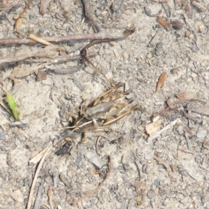 Phaulacridium vittatum at Oallen, NSW - 13 Feb 2017 11:43 AM