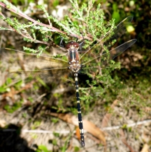 Synthemis eustalacta at Oallen, NSW - 13 Feb 2017 11:13 AM