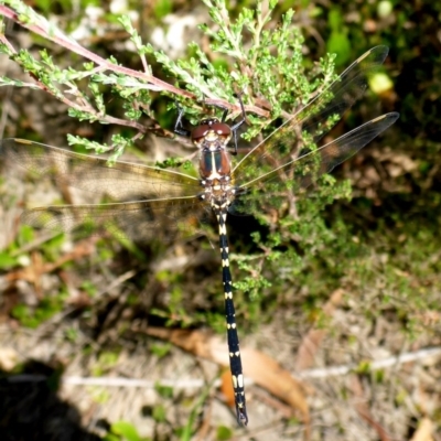 Synthemis eustalacta (Swamp Tigertail) at QPRC LGA - 13 Feb 2017 by JanetRussell