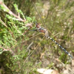 Synthemis eustalacta at Oallen, NSW - 13 Feb 2017