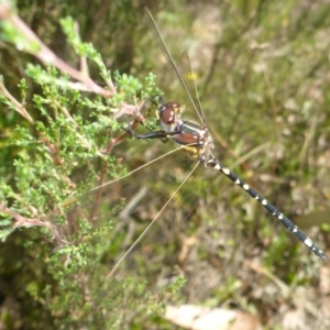 Synthemis eustalacta at Oallen, NSW - 13 Feb 2017 11:13 AM