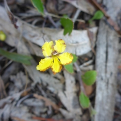 Goodenia hederacea subsp. hederacea (Ivy Goodenia, Forest Goodenia) at QPRC LGA - 13 Feb 2017 by JanetRussell