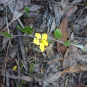 Goodenia hederacea subsp. hederacea at Oallen, NSW - 13 Feb 2017